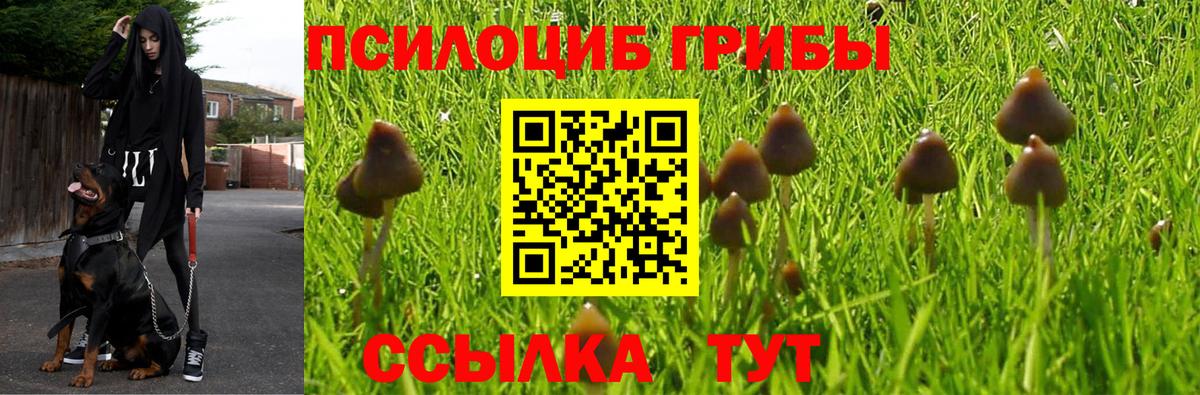 Брянск  Галлюциногенные грибы GOLDEN TEACHER  Вход с VPN  Псилоцибиновые грибы MAGIC MUSHROOMS 